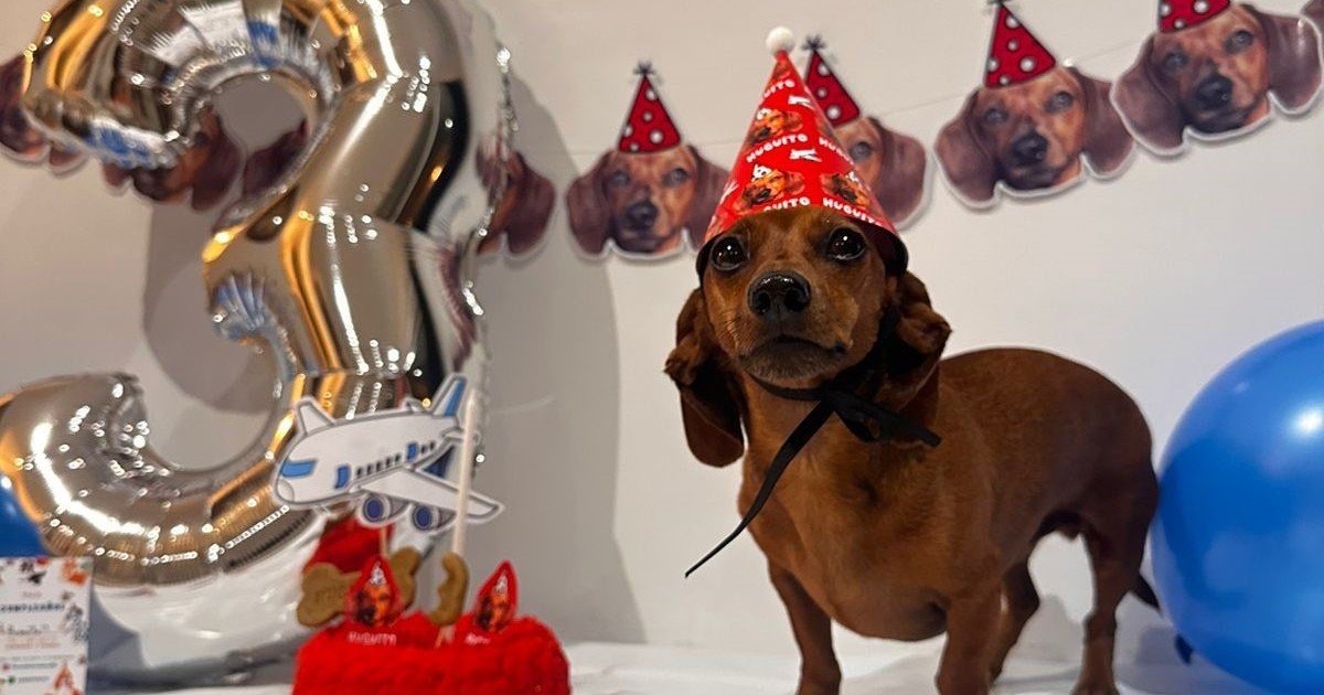 Las mascotas ya tienen cumpleaños, spa y "paseos nupciales": cómo son los servicios premium para perros y gatos
