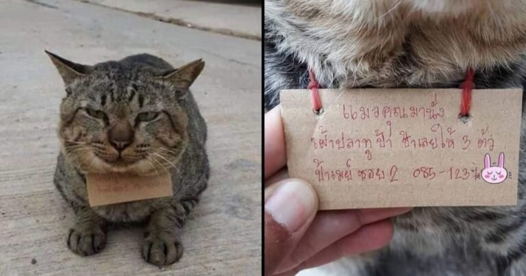 Un gato desapareció tres días y regresó a su casa con una "deuda" a cuestas