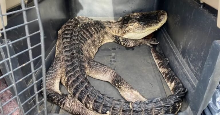 Una jubilada vivía en su pequeño departamento junto a  30 mascotas, incluyendo una boa, un zorro y un caimán