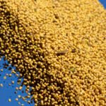 La soja cambia de escenario: el USDA abre nuevas oportunidades y Sudamérica toma el protagonismo
