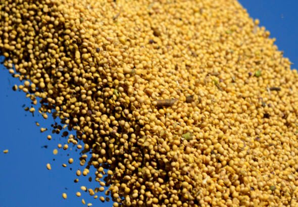 La soja cambia de escenario: el USDA abre nuevas oportunidades y Sudamérica toma el protagonismo