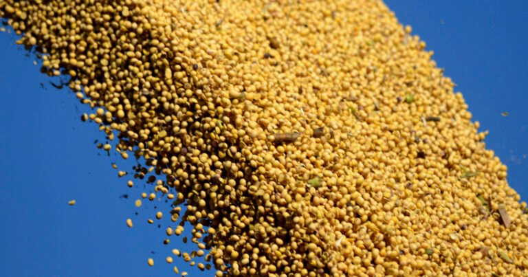 La soja cambia de escenario: el USDA abre nuevas oportunidades y Sudamérica toma el protagonismo