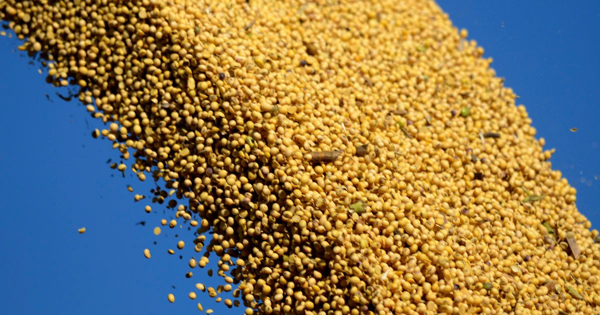 La soja cambia de escenario: el USDA abre nuevas oportunidades y Sudamérica toma el protagonismo