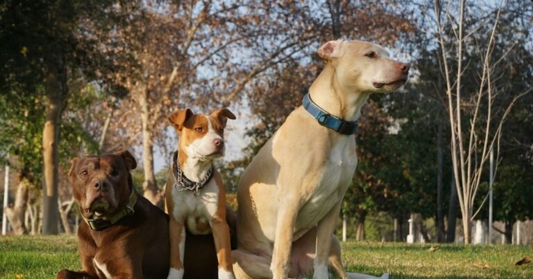 ¿Puede un perro grande vivir bien en un piso pequeño? Qué hay que tener en cuenta cuando la clave no está solo en los metros cuadrados
