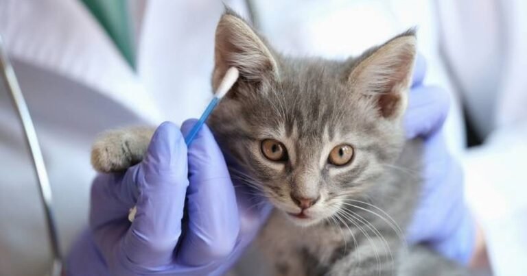 Los veterinarios coinciden: no es para entrar el verdadero motivo por el que los gatos maúllan frente a una puerta cerrada