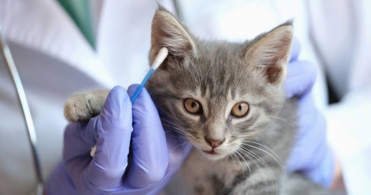 Los veterinarios coinciden: no es para entrar el verdadero motivo por el que los gatos maúllan frente a una puerta cerrada