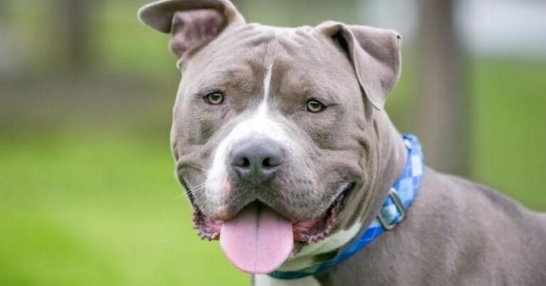 Un perro pitbull mató a un niño de tres años en Córdoba