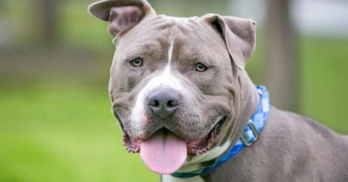 Un perro pitbull mató a un niño de tres años en Córdoba