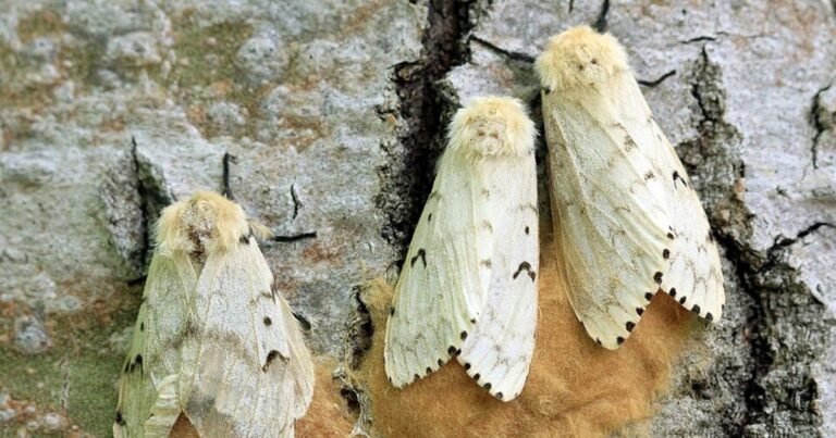 A partir de 1906, Estados Unidos liberó una mosca parásita para controlar las polillas invasoras; un estudio descubrió que también atacaba a las polillas de seda autóctonas