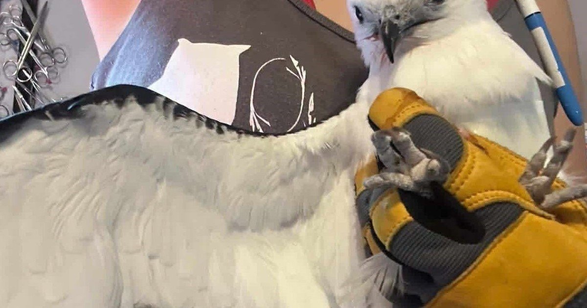 Un elanio tijereta que sufrió un disparo volvió a volar en libertad tras una larga recuperación: "Para un ave que pasa gran parte de su vida planeando por el cielo sin esfuerzo, era inevitable preguntarse si volvería a volar alguna vez"