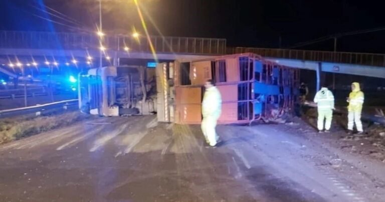Volcó un camión jaula con ganado en Rosario: algunas vacas pudieron escapar, pero hubo cinco detenidos por faenado