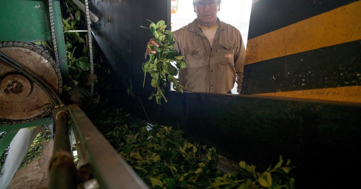 Yerba mate: las exportaciones pegaron un salto en junio y el primer semestre cerró con un aumento del 6%