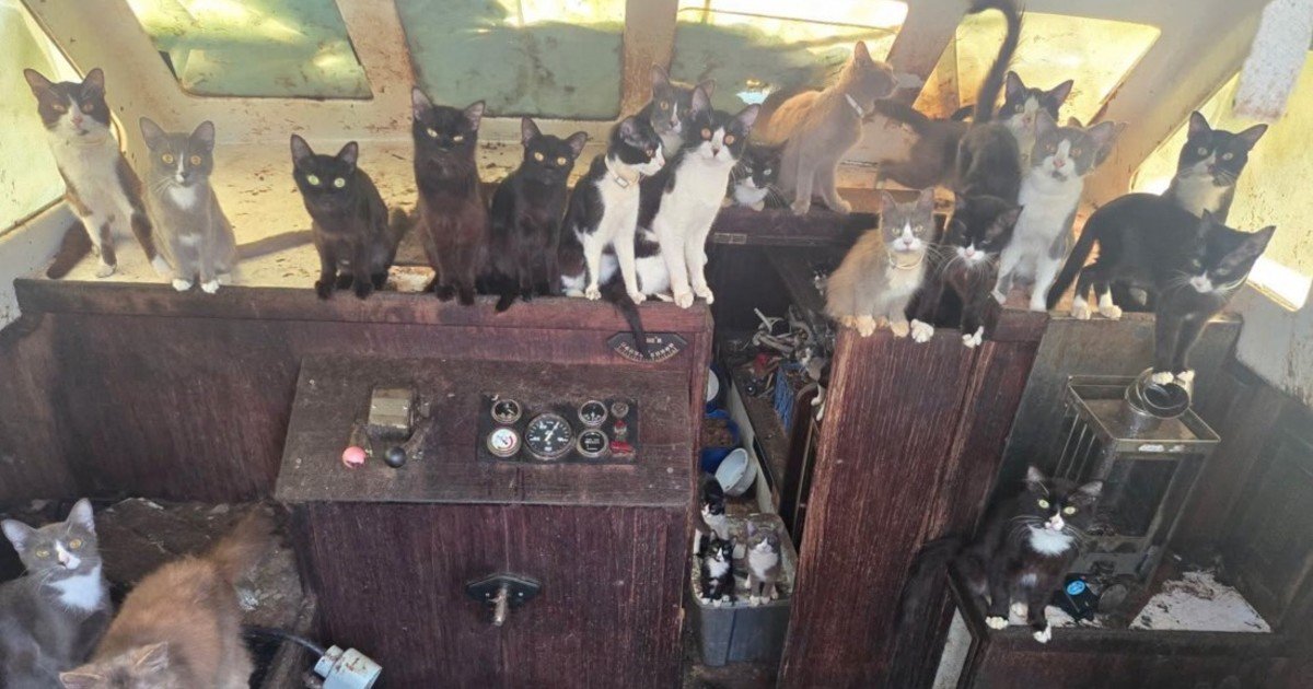 Encontraron en EE.UU. un misterioso barco abandonado lleno de gatos