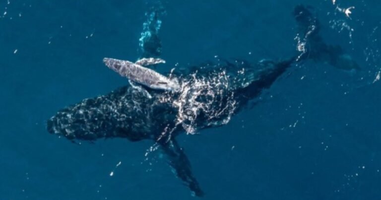 Un dron filmó por primera vez el nacimiento de una ballena jorobada en medio del mar