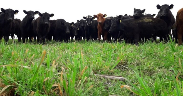Pagan créditos de carbono por ganadería regenerativa