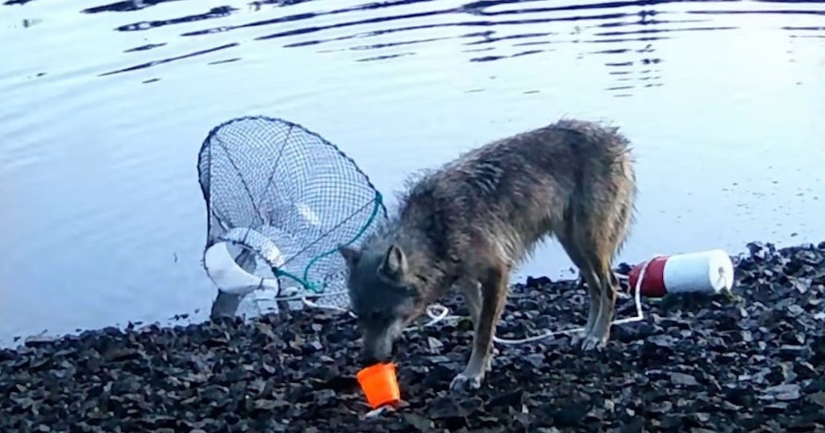 Un lobo salvaje fue grabado en video arrastrando con la boca la cuerda de una trampa para cangrejos sumergida, para sacar la carnada en la costa de la playa: debate científico sobre si saben usar herramientas