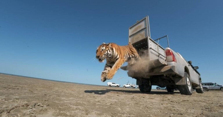 Después de más de 70 años, una tigresa de Amur vuelve a la naturaleza para restaurar una población extinta