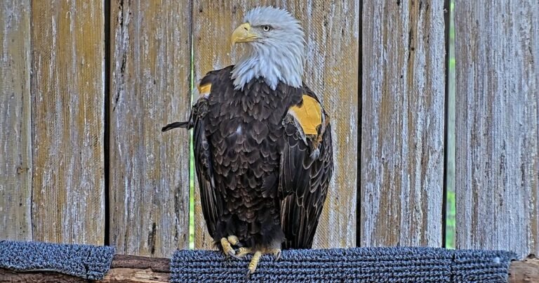 Un águila calva rescatada en estado crítico con múltiples lesiones y una severa intoxicación volvió a volar en libertad: "Probablemente solo tuvimos unos 10 segundos para observarla antes de que desapareciera de nuestra vista, ¡pero fueron 10 segundos increíbles!"