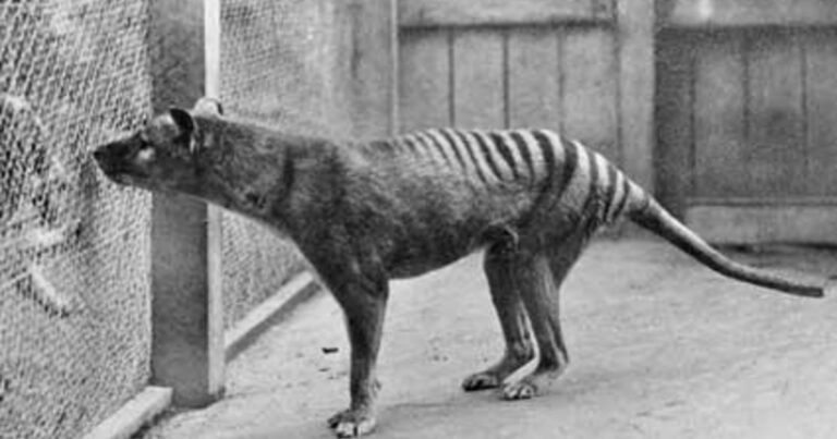 Animales extintos: la historia detrás de la desaparición del tigre de Tasmania