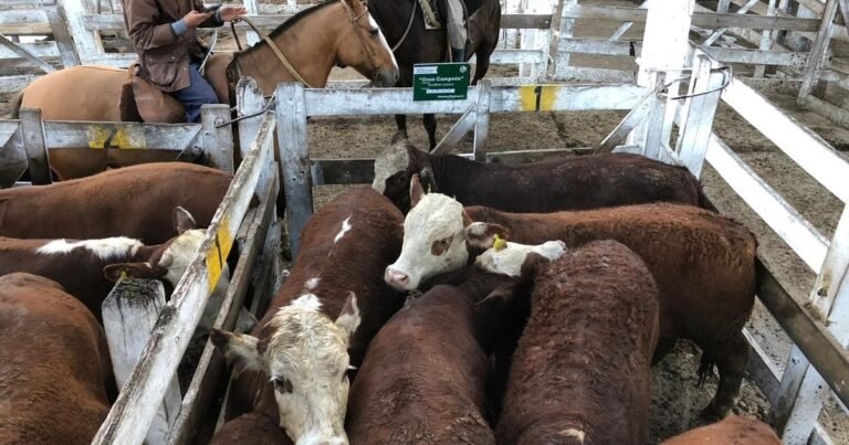 Del campo al frigorífico: las claves de manejo para mejorar la calidad de la carne