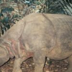 El mamífero más raro del mundo: la historia del rinoceronte de Java, actualmente en estado crítico de extinción