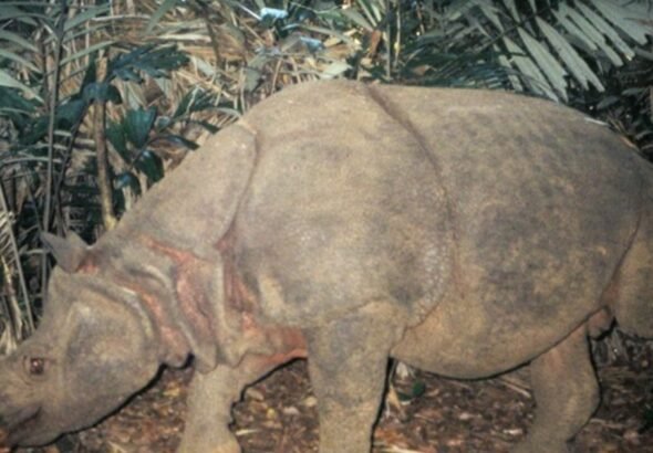 El mamífero más raro del mundo: la historia del rinoceronte de Java, actualmente en estado crítico de extinción