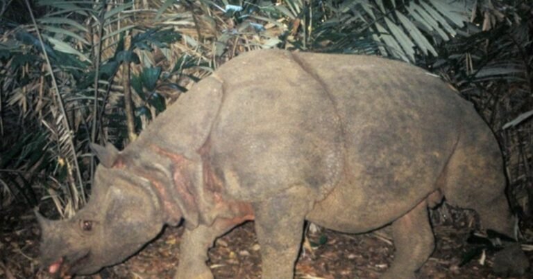 El mamífero más raro del mundo: la historia del rinoceronte de Java, actualmente en estado crítico de extinción