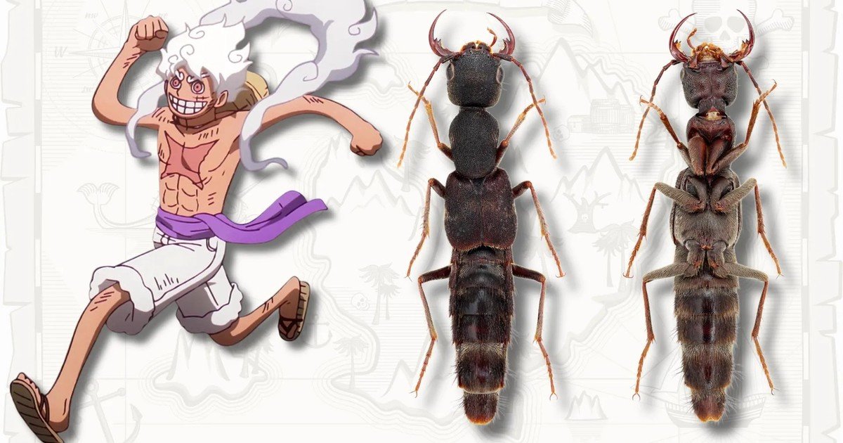 Descubren un nuevo escarabajo y lo bautizan como Luffy, el protagonista de One Piece, por una peculiar coincidencia