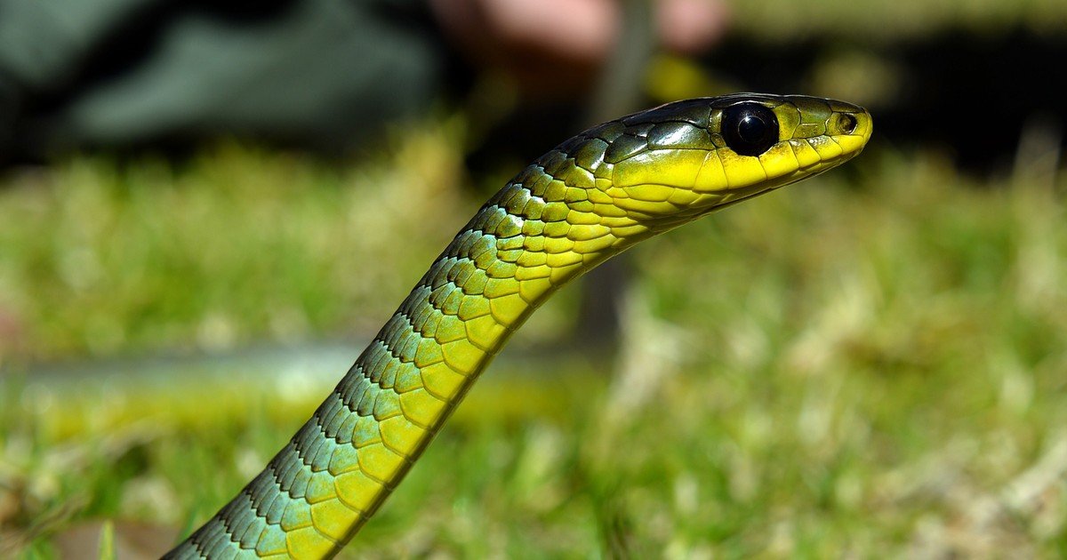 El increíble truco de las serpientes para evitar ser devoradas por sus hermanas venenosas