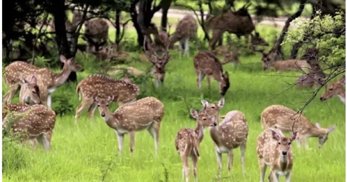 El ciervo que nadie vio venir: cómo Entre Ríos dejó avanzar a una especie invasora durante 20 años