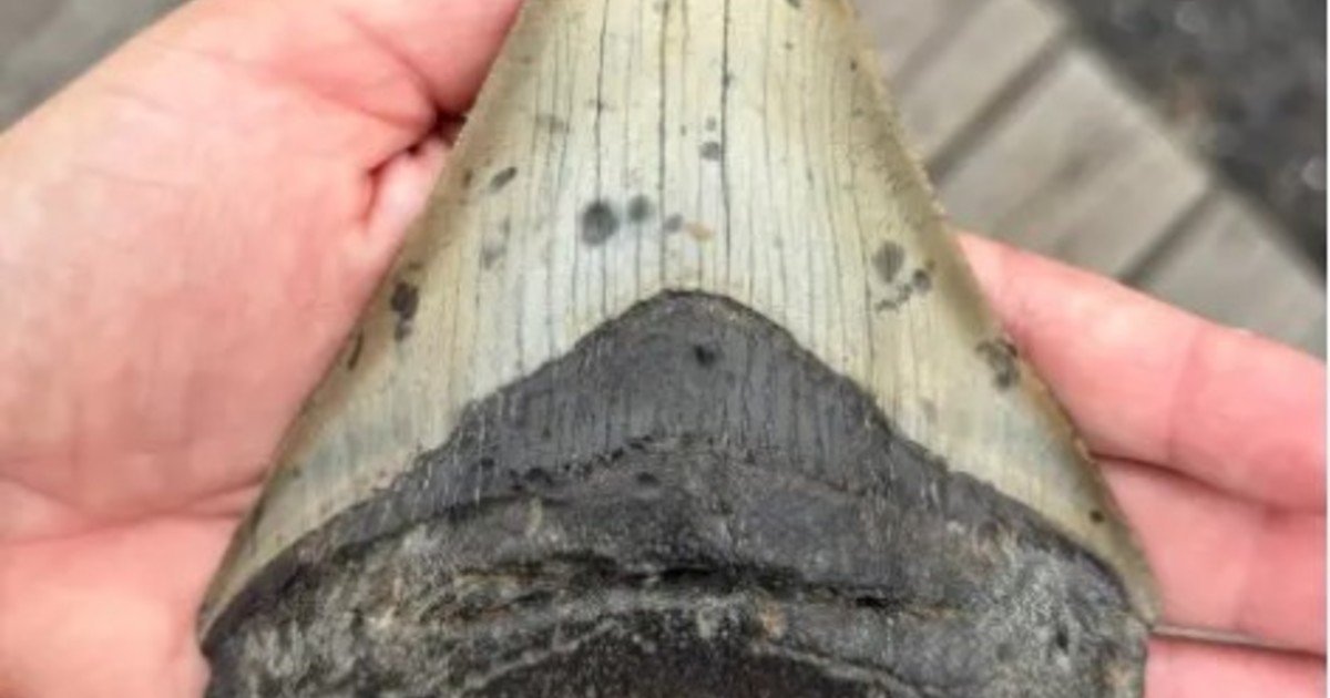 Encontraron un diente del tiburón más grande que jamás haya existido