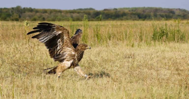 Un águila imperial oriental volvió a la libertad tras ser secuestrada durante su primera migración
