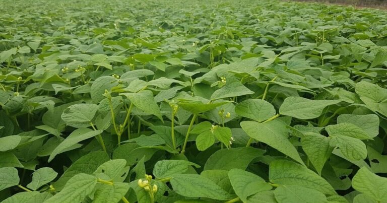 Legumbres de invierno: potencial para diversificar y fortalecer los sistemas productivos