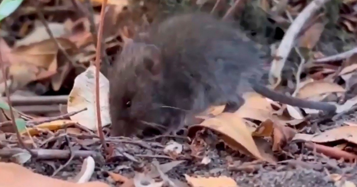 Francia confirma un caso importado de hantavirus Andes en un turista franco-argentino: buscan contactos