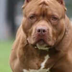 Un perro pitbull mató a una bebé de 4 meses en Pablo Nogués