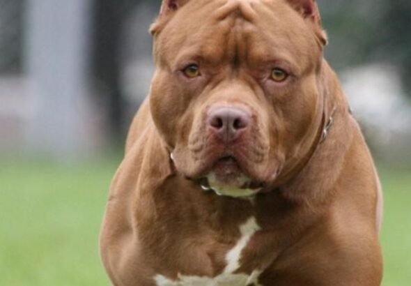 Un perro pitbull mató a una bebé de 4 meses en Pablo Nogués