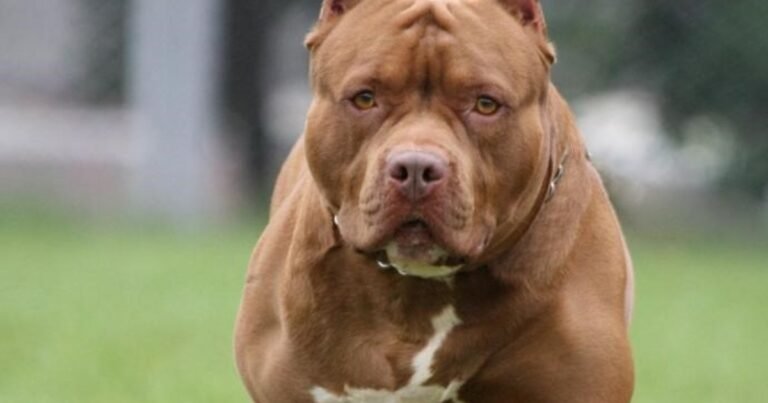 Un perro pitbull mató a una bebé de 4 meses en Pablo Nogués