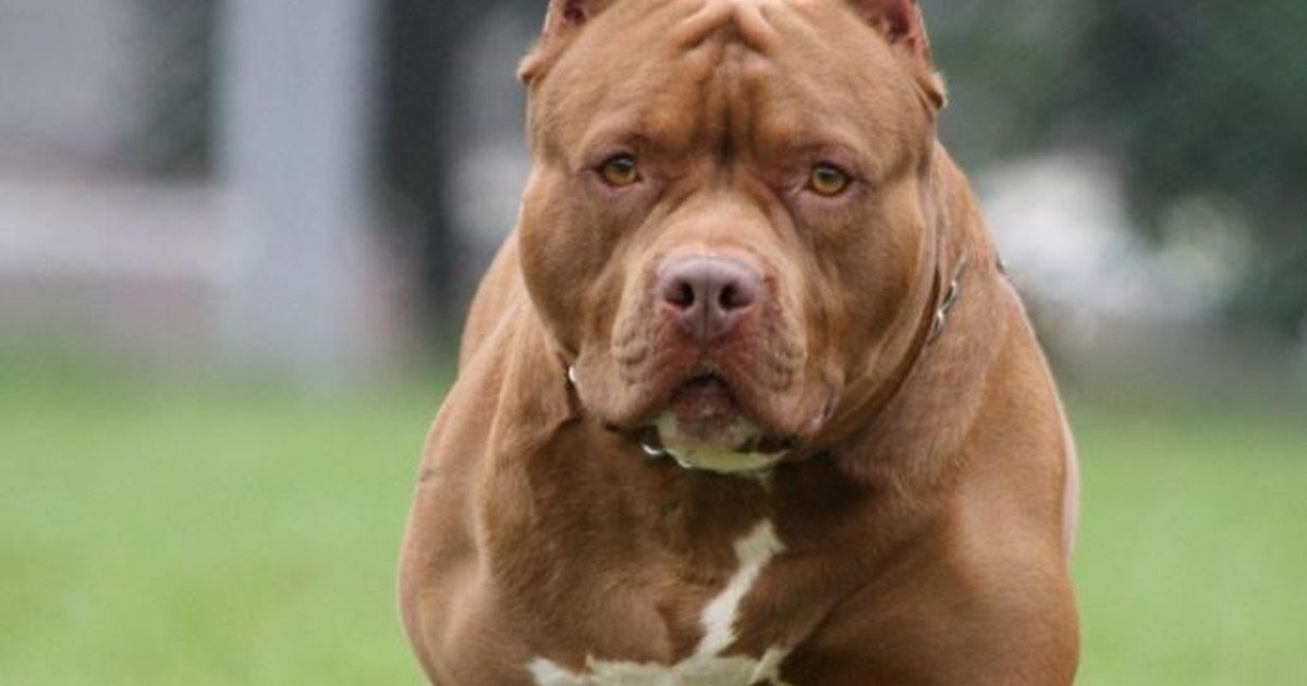 Un perro pitbull mató a una bebé de 4 meses en Pablo Nogués