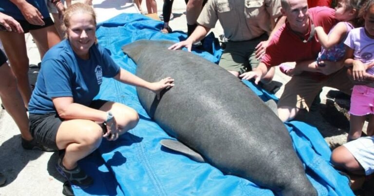 Los veterinarios y los cuidadores no dan crédito: en Florida, un zoológico hace acupunturas a sus animales y los resultados en un manatí y un pato han asombrado a la ciencia