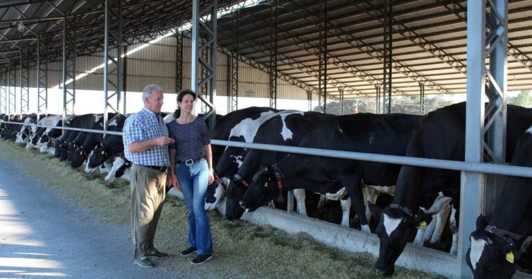 ¿Qué tienen en común una vaca y un auto de Fórmula 1?