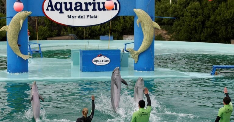 Cierre del Aquarium de Mar del Plata: tasan en U$S 40.000 a cuatro pingüinos y buscan venderlos para poder pagar las cuentas