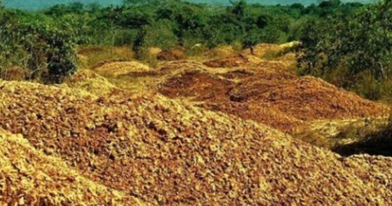 En 1997, cubrieron un páramo de Costa Rica con 12.000 toneladas de cáscaras de naranja: 16 años después hallaron un bosque próspero