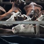 La hacienda gorda pierde impulso en Cañuelas, pero la vaca encuentra sostén en la exportación