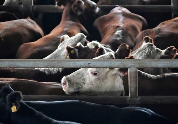 La hacienda gorda pierde impulso en Cañuelas, pero la vaca encuentra sostén en la exportación