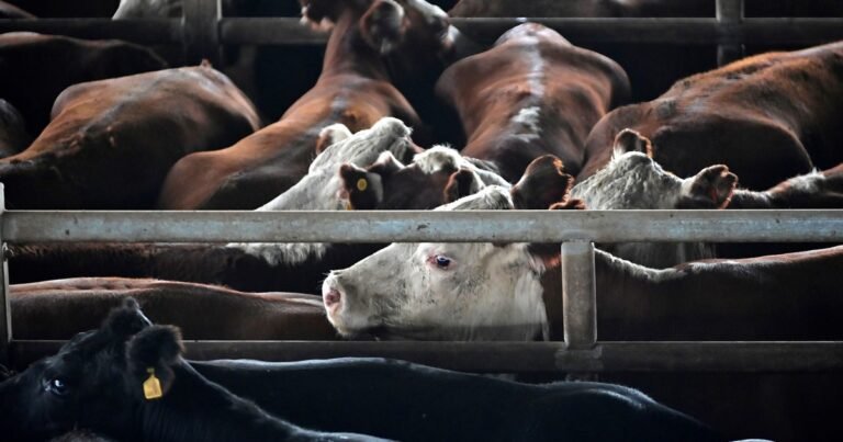 La hacienda gorda pierde impulso en Cañuelas, pero la vaca encuentra sostén en la exportación
