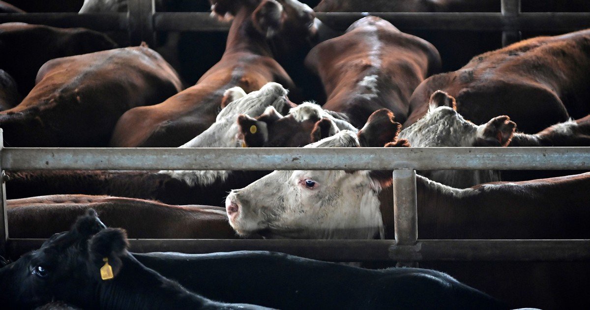 La hacienda gorda pierde impulso en Cañuelas, pero la vaca encuentra sostén en la exportación