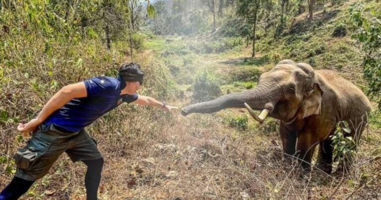 Un elefante reconoció y saludó al veterinario que le salvó la vida 12 años antes