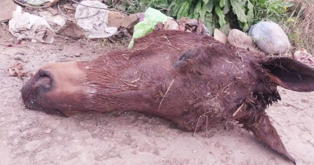 Caballos robados, un flagelo que se repite en Pilar y General Rodríguez