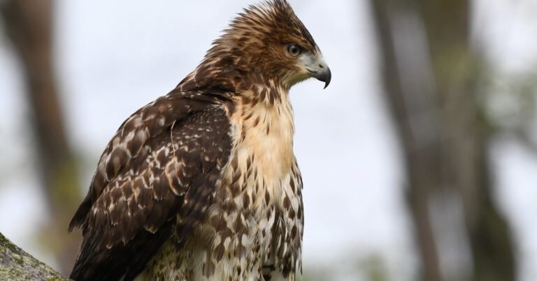 Un busardo colirrojo rescatado que no podía volar por una severa lesión volvió a su hábitat natural gracias a los esfuerzos de una organización especializada