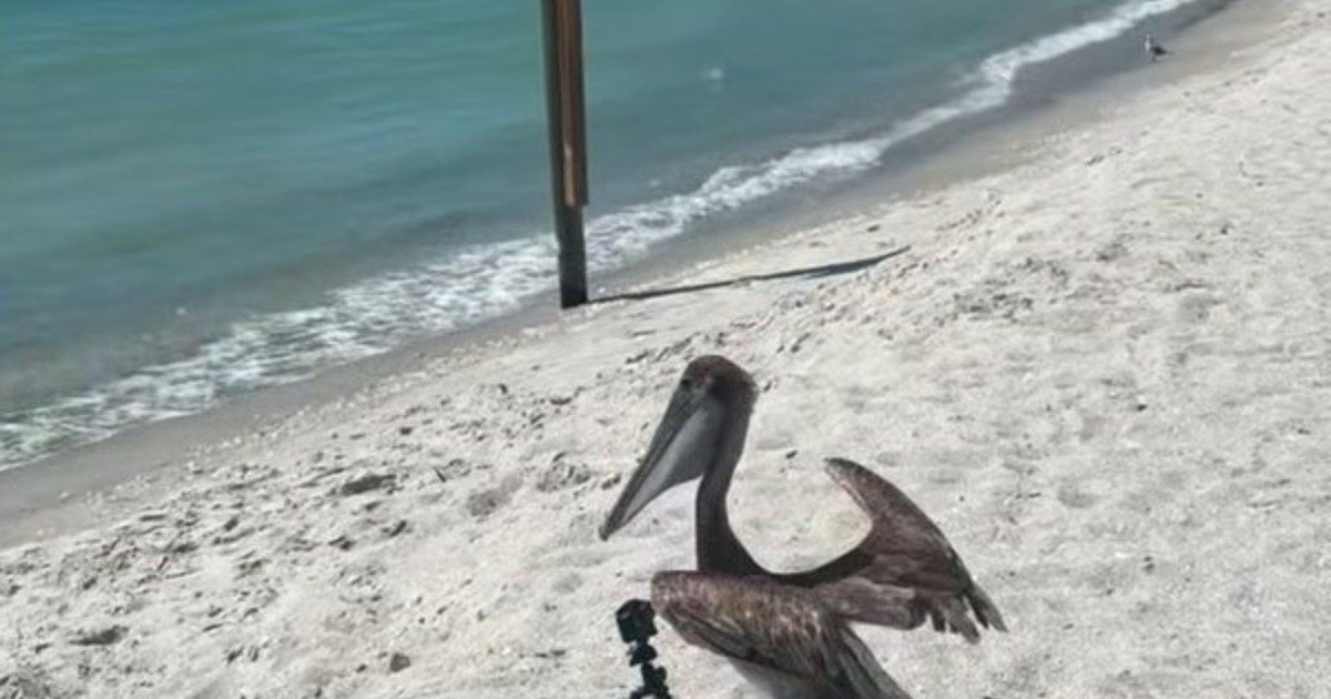 Un pelícano que sufrió múltiples lesiones a causa de anzuelos de pesca volvió a volar en libertad tras cuatro meses de cuidados especializados: "Nos alegró mucho ayudar a este pelícano a recuperarse por completo, a pesar del pronóstico adverso"